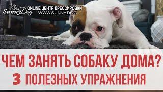 Чем занять собаку дома? 3 полезных упражнения для развития контакта