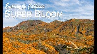 Walker Canyon Poppy Super Bloom in Southern California