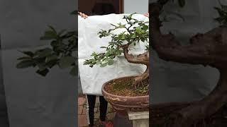 cây ổi bonsai đẹp 3 tr rưỡi - lh 0988595499