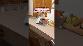 犬あるある？毛布をかけたまま歩くトイプードル #shorts #トイプードル #可愛い犬