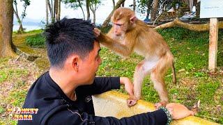 Monkey Kaka's adorable actions for her Dad look so cute