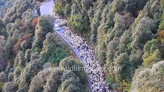 Sheep dogs herd huge flock of sheep at wildfilmsindia sanctuary in the Himalaya