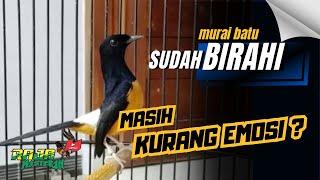 Murai Batu PASANG BADAN sajaIni SOLUSINYA ‼️