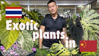 Bangkok International Exotic Plant Show in CHINA | Monsteras | Anthuriums | Platyceriums And More!