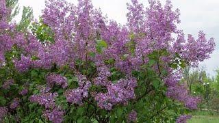 This is the best time of year to prune your lilacs