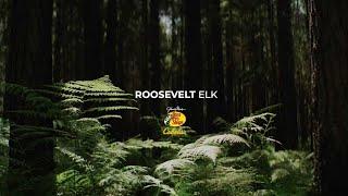 Roosevelt Elk - An RMEF Film