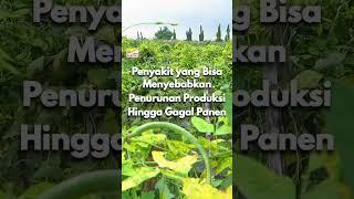 BENIH PERTIWI TV - Penyakit Kuning Mozaik Virus pada Kacang Panjang #BenihPertiwi