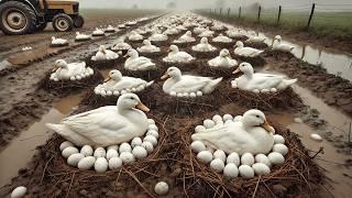 Raising Organic Duck - Collecting Duck Eggs - Cheap Feed Production for Ducks.