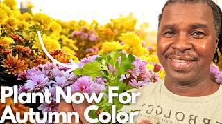 Want Fall Color? Plant Chrysanthemums Now!