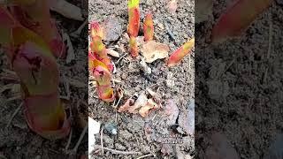 СДЕЛАЙТЕ ЭТО и ПИОНЫ будут яркие и крупные! Весенняя подкормка и уход за пионами #shorts #short