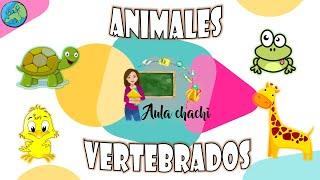 Animales Vertebrados | Aula chachi - Vídeos educativos para niños