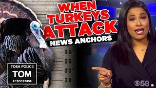 Gang of Tosa turkeys run 'afowl' of CBS 58 anchor