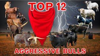Top 12  Most Aggressive Cattle Breeds in the World