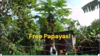 Free Fresh Papaya in the Philippines! More Fun in the Philippines!