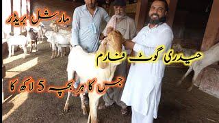 Haidry Goat Farm حیدری گو ٹ فارم Famous Goat Farm OF Pakistan