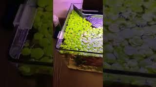 Frog bit, floating aquarium plant that grows like crazy