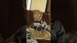 Сфинксы-это чудо из чудес️