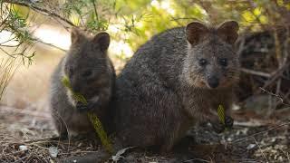 Discovery - Rottnest Island