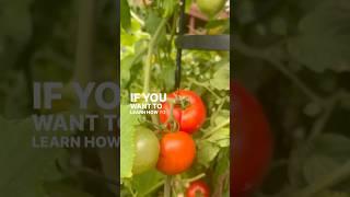 If you want GIANT tomatoes this year, you’ve got to plant them with these plants #garden #tomato