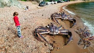 Russian Invaders! Norway Shocked by Giant Crabs Threatening Their Fishing Industry!