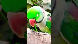 Indian Talking Parrot #parrot #parrotmedia #parrotspeak #parrotshow #talkingparrot #greenparrot #par