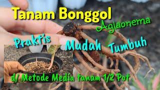 TANAM BONGGOL AGLAONEMA PRAKTIS, MUDAH, TUMBUH