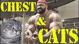 MONSTER CHEST TRAINING! CATS of Illia GOLEM!