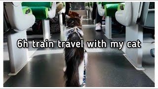 PET TRAVEL VLOG - Travelling 6 h by train with my cat