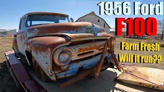 We rescued a 1956 Ford F-100 straight off a Kansas ranch! Will it run again?