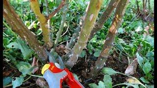 Potatura della rosa. Come e quando potare le rose: suggerimenti e raccomandazioni