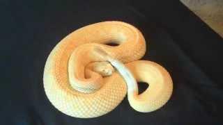 Albino Western Diamondback Rattlesnake