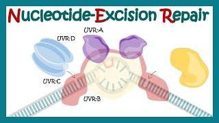 Nucleotide excision repair | NER | DNA repair mechanism animation| xeroderma pigmentosum| DNA repair