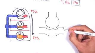 Respiratory System Physiology - Ventilation and Perfusion (V:Q Ratio) Physiology
