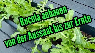 Rucola anbauen von Aussaat bis zur Ernte Rucola auf Balkon Terrasse Garten anpflanzen pflegen