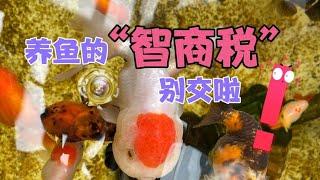 新手饲养观赏鱼，别再交“智商税”了！10年经验老鱼友教你避坑