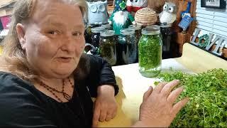 Harvesting and Making A Chickweed Tincture