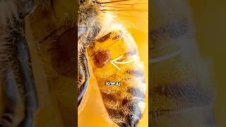 Коварный пчелиный клещ  #амитеш #пчелы
