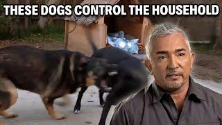 How Pet Owners Can Enable Bad Dog Behavior | Cesar 911 Season 3, Ep. 7 - Part 2