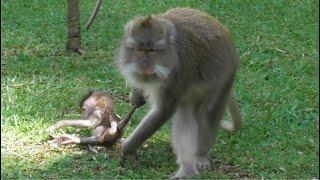 Didi naughty little monkey [Cute and adorable little monkey] #tuabangmonkey