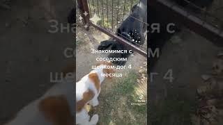 Знакомство с соседом