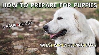 How To Prepare For Great Pyrenees Puppies To Be Born | Small Farm Living