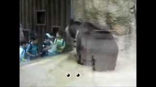 Zoo bear dancing hip hop