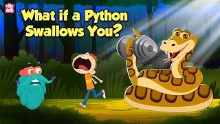 What If a Python Swallows You? | How do Pythons Digest their Food? | The Dr. Binocs Show