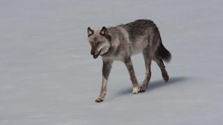 Yellowstone Devil Dog (Full Documentary)