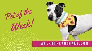 Walk Wednesday Pet of the Week - Oreo!