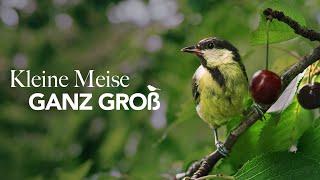 Kleine Meise ganz groß