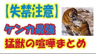 猛獣の喧嘩まとめてみた。ケンカ最強！【失禁注意】