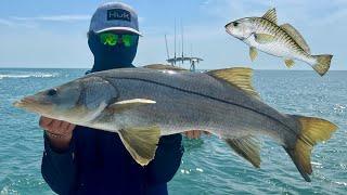 Catching SNOOK With LIVE Croakers