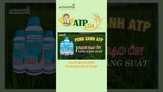 CÓ NÊN PHUN ĐẠO ÔN CHO LÚA 30 NGÀY BỊ PHƯỢT KHÔNG? | An Thịnh Phát