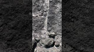 "Elusive Lizard's Camouflage Adventure at Gonio Fortress, Georgia #ytshorts #fypシ #nature  #lizard